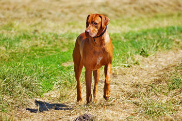 Hundebetreuung Friedrichshain 1
